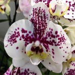 Phalaenopsis Fuller's Clown B S